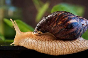 Koliko accatinah polžev živi doma? Koliko accatinah polžev živi doma?